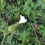 Silene noctiflora Kwiat