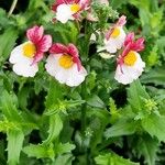 Nemesia strumosa Blüte