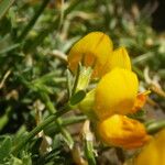 Lotus sessilifolius Çiçek
