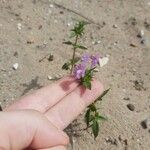 Galeopsis ladanum Fiore