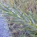 Elymus canadensis Leaf