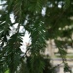 Sequoia sempervirensBlad