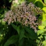 Eupatorium cannabinumBlodyn