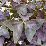 Oxalis triangularis 葉