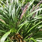 Liriope muscariBlad