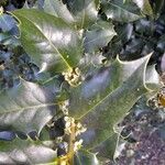 Ilex aquifolium Лист