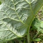 Arctium nemorosum पत्ता