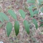 Rhus copallinum Foglia