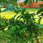 Eucalyptus parvula Hoja