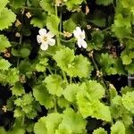 Bacopa repens Агульны выгляд