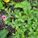 Potentilla nepalensis Flower