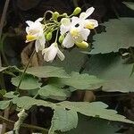 Cardiospermum grandiflorum പുഷ്പം