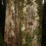 Micropholis trunciflora Bark
