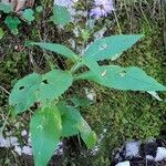 Knautia dipsacifolia Hàbitat