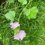 Malva alceaFlower