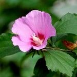 Hibiscus syriacus Flor