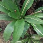 Billbergia pyramidalis Leaf