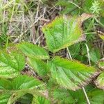 Rubus saxatilisLapas