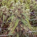 Cannabis sativa Blodyn