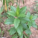 Baccharis punctulata Folha