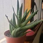 Aloe aristata Hostoa