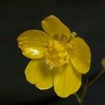 Ranunculus spicatus Drugo