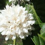 Coffea canephora Blomst