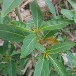 Citharexylum spinosum Folha