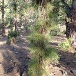 Pinus canariensis Foglia