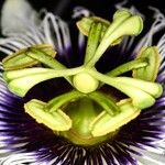 Passiflora edulisFlower