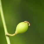 Celtis prantlii Fruto