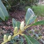 Prunus laurocerasus Ostatní