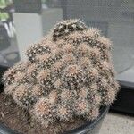 Echinocereus triglochidiatus Кора