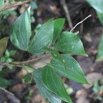 Schnella guianensis Leaf