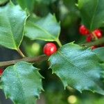 Ilex opaca Лист