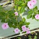 Impatiens walleriana Flower