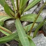 Tolpis staticifolia Blad