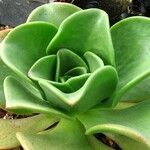Aeonium nobile 葉