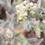 Heliotropium bacciferum Fruto