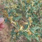 Xanthium spinosum Muu