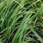 Calamagrostis arundinacea Likasa