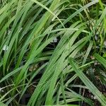 Calamagrostis arundinacea Folha