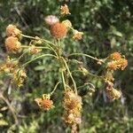 Faujasia salicifolia Fiore