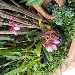 Bulbophyllum longiflorum Habit