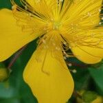 Hypericum monogynum Floare