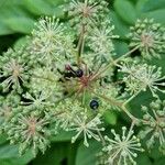 Aralia californica