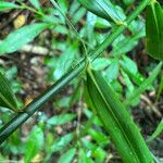 Flagellaria indica Leaf