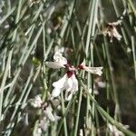 Retama raetam Fleur