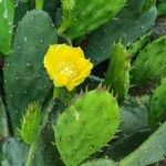 Opuntia ficus-indicaFlower