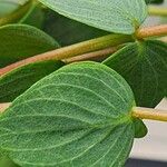 Origanum rotundifolium Leaf